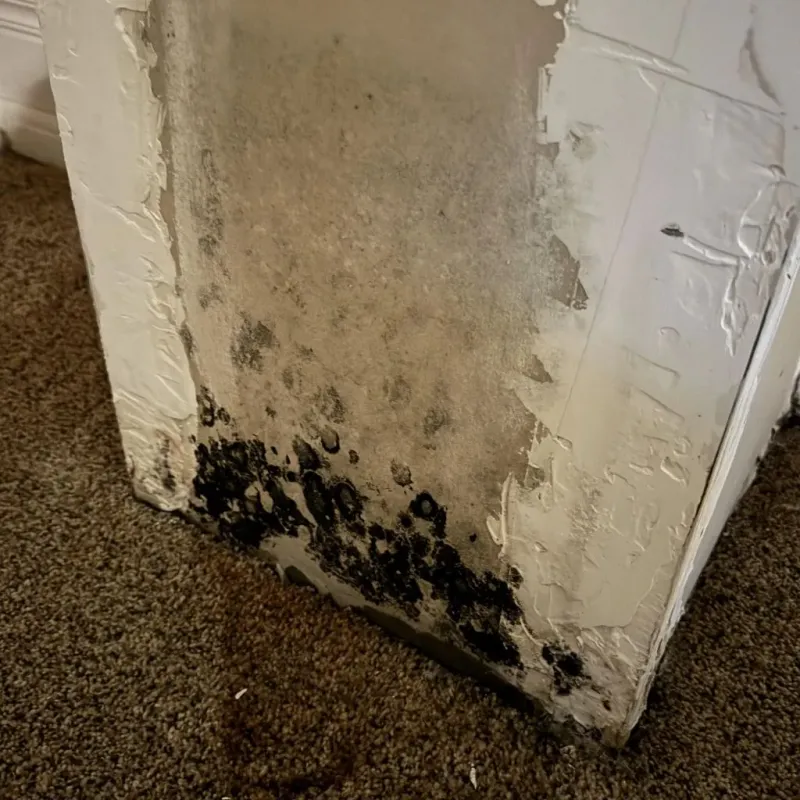 Professional Mold Removal in Leonville, LA
